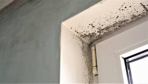 Best Real Estate Mold Inspection  in USA